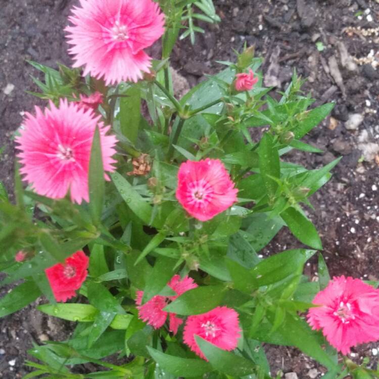 Plant image Dianthus 'Cosmopolitan'