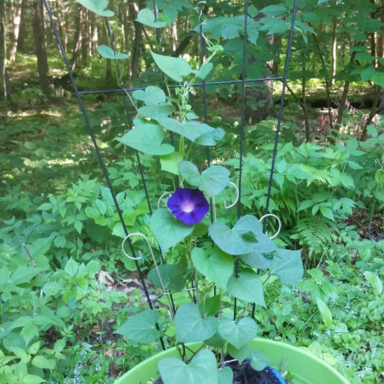 plant image 493571