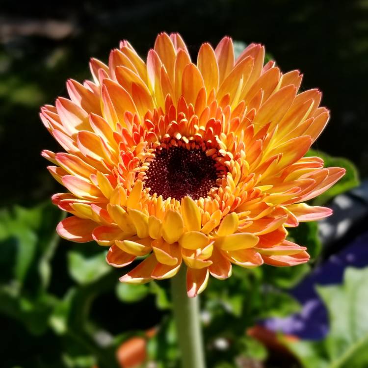 plant image 737750