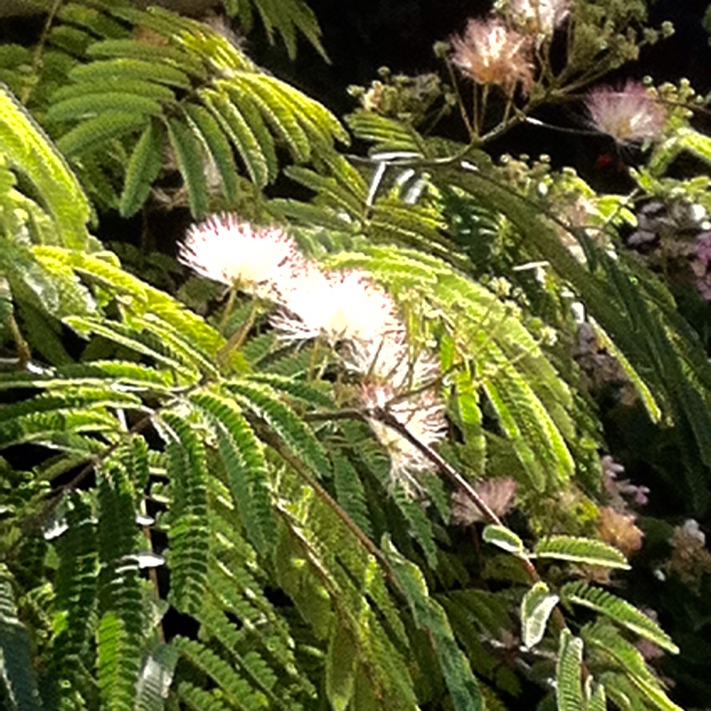 plant image 5757