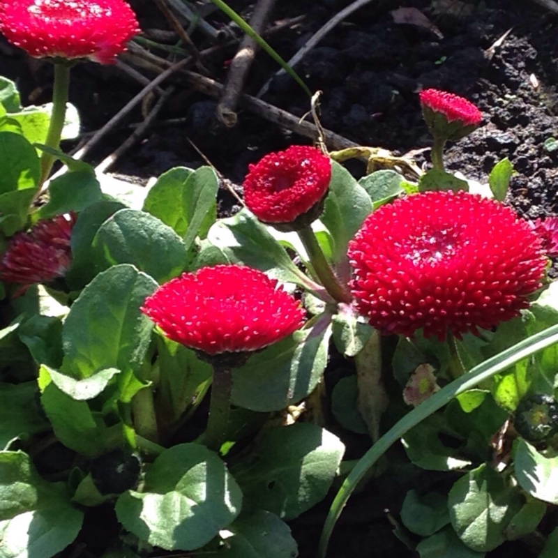 Plant image Bellis Perennis 'Romi Red'