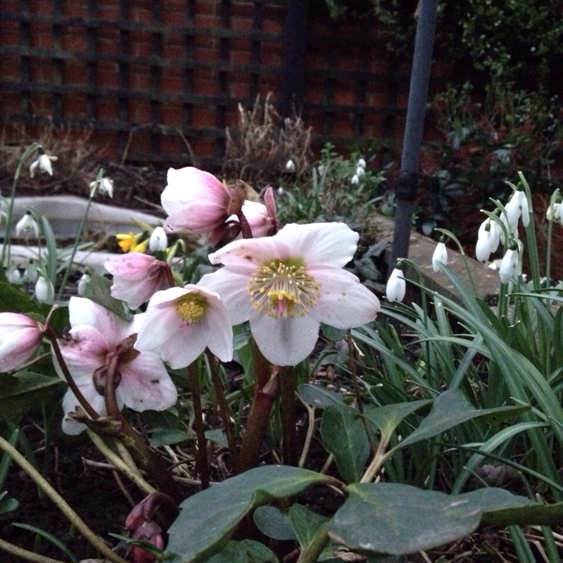 Plant image Helleborus niger 'White Magic'