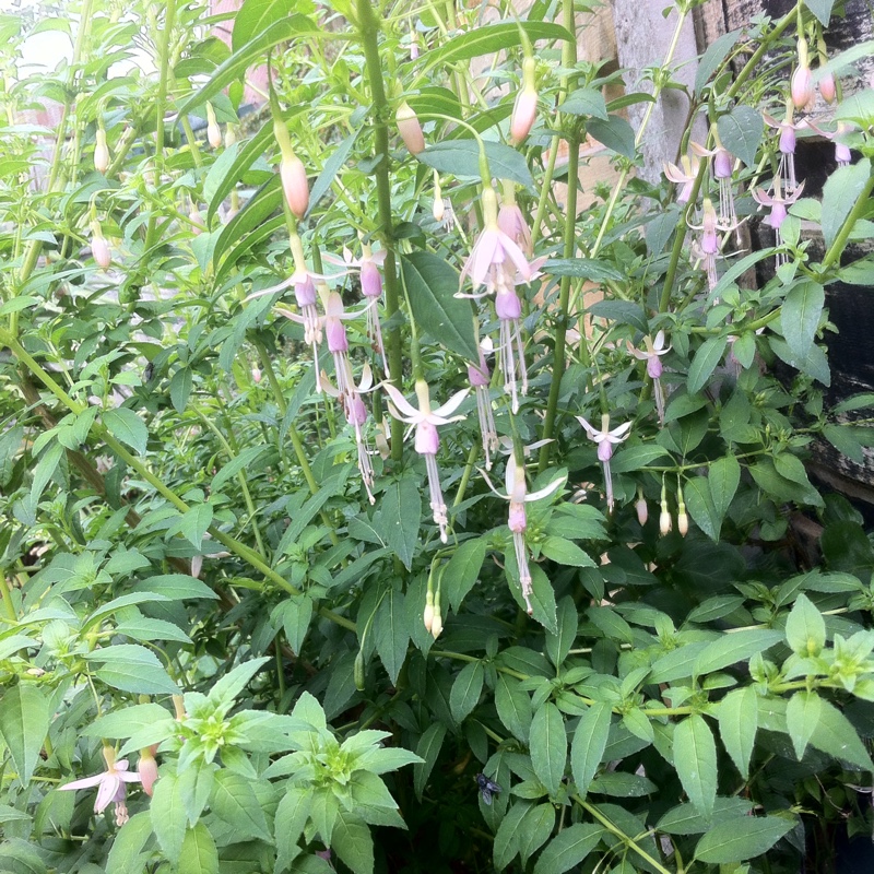 Plant image Fuchsia magellanica  'Molinae'