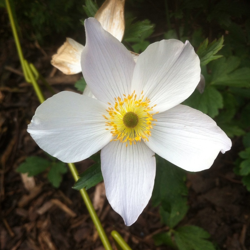 Plant image Anemone Hupehensis var. japonica 'Alba'