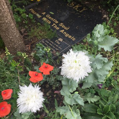 Derek's garden