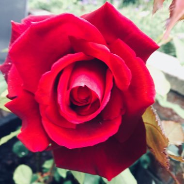 Rose 'Crimson Glory' (Hybrid Tea)