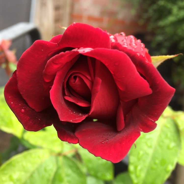 plant image 753214
