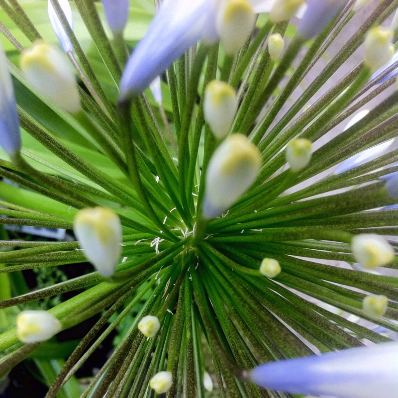Agapanthus 'Pmn06' syn. Agapanthus 'Queen Mum'