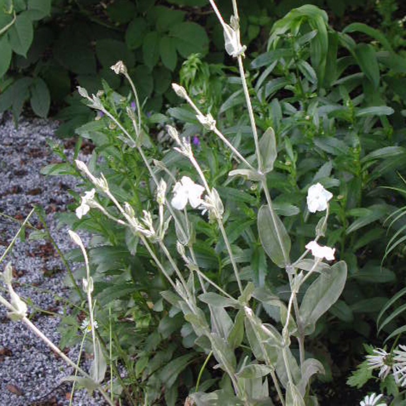 plant image 9208