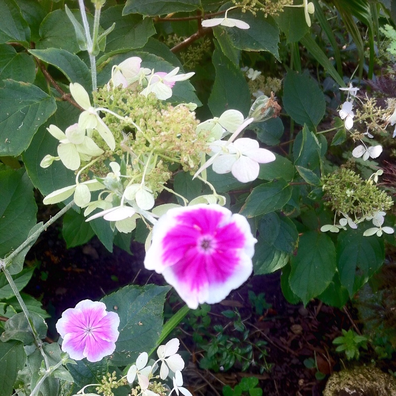 Plant image Lychnis coronaria 'Alba'