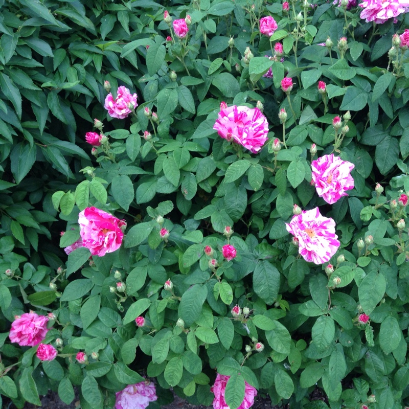 Plant image Rosa gallica 'Versicolor' syn. Rosa mundi, Rosa 'Mundi', Rosa mundi 'Versicolor'
