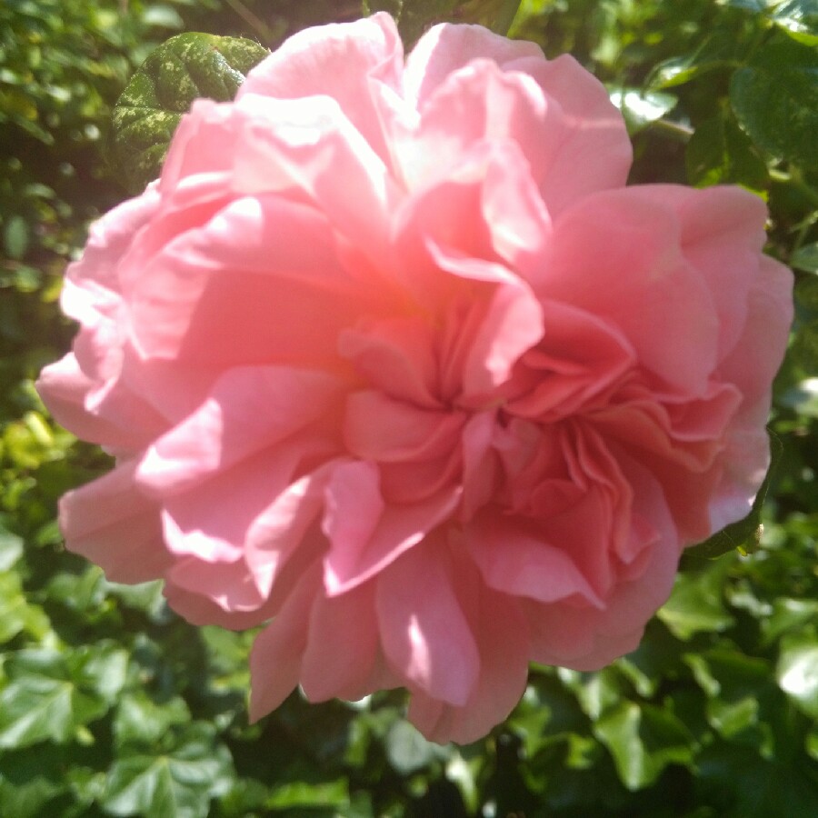 Plant image Rosa 'Ausrimini' syn. Rosa 'Strawberry Hill'
