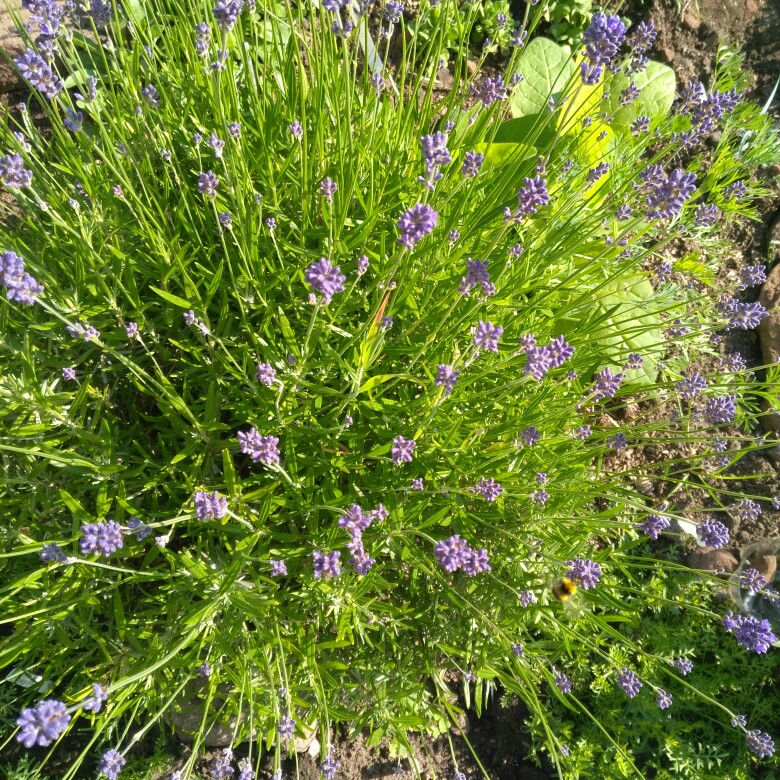 plant image 125505