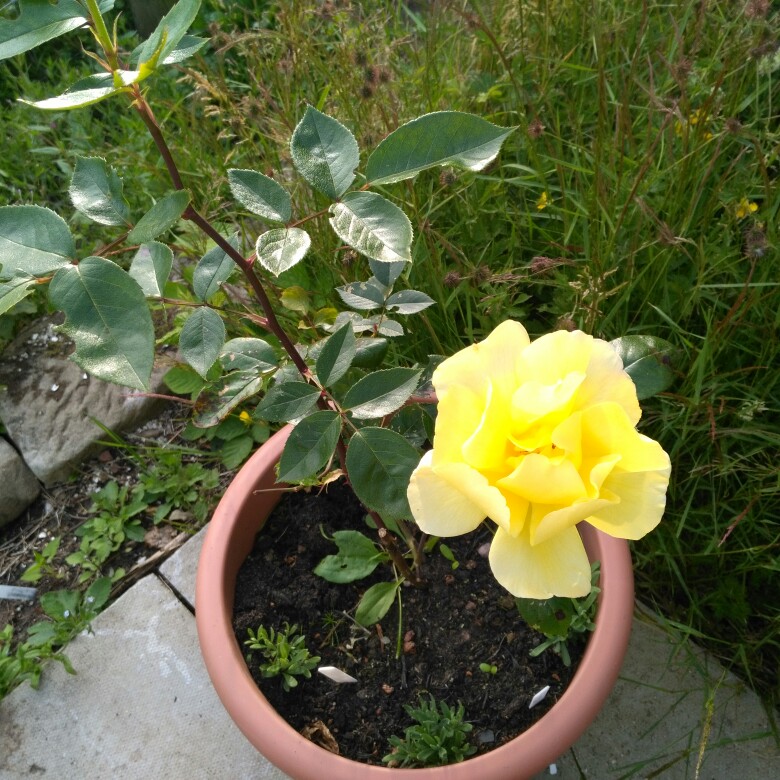 Plant image Rosa 'Golden Showers'