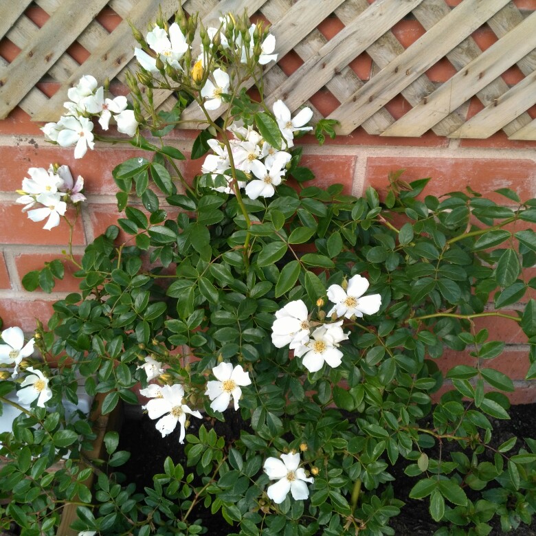 Plant image Rosa 'Wedding Day'