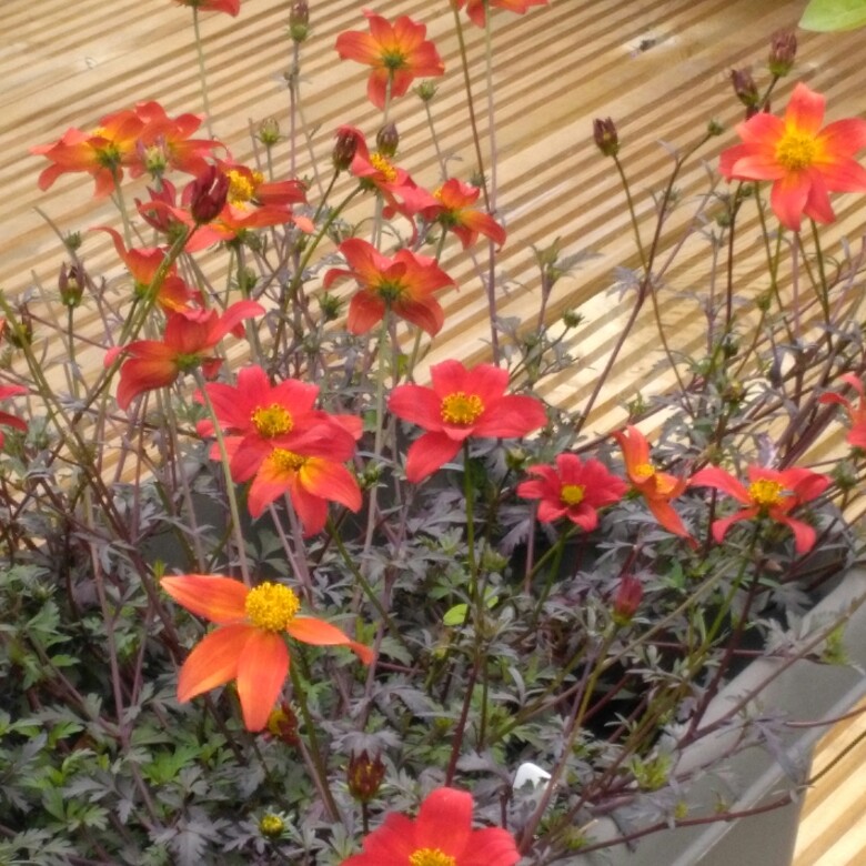 Plant image Bidens 'Bee Dance'