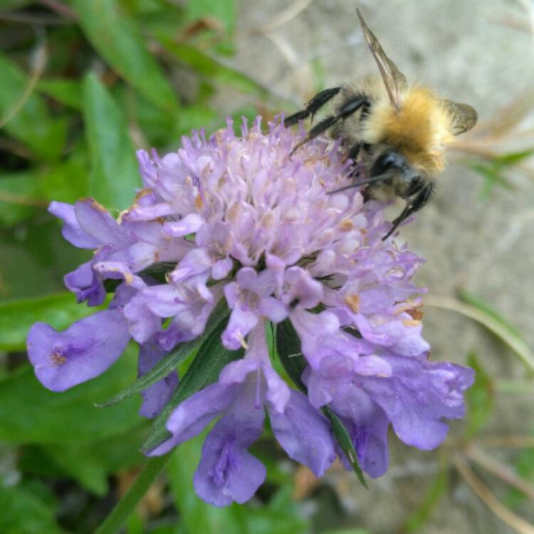plant image 239709
