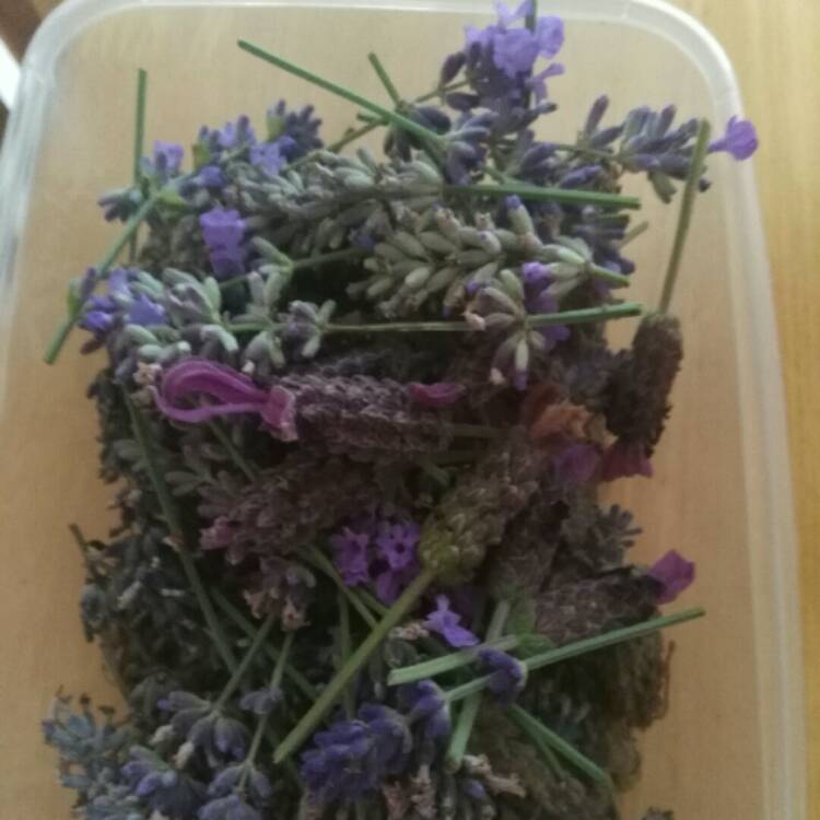 Plant image Lavandula
