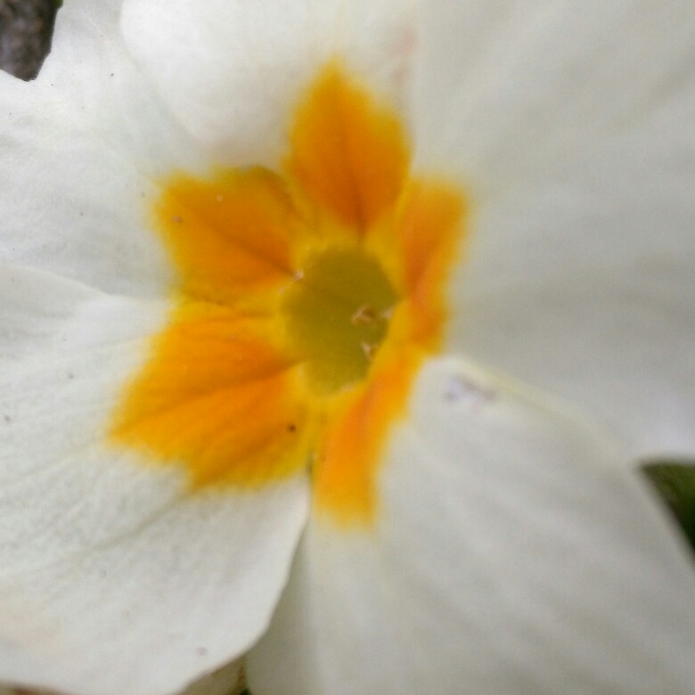 Plant image Primula 'Cottage Cream'
