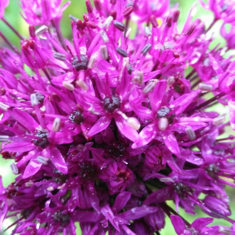 plant image 82147