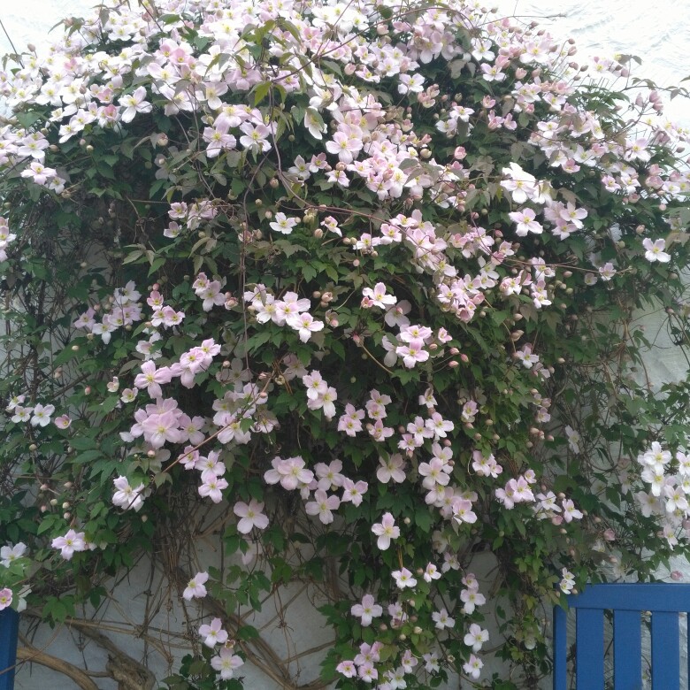 Plant image Clematis Montana 'Elizabeth'