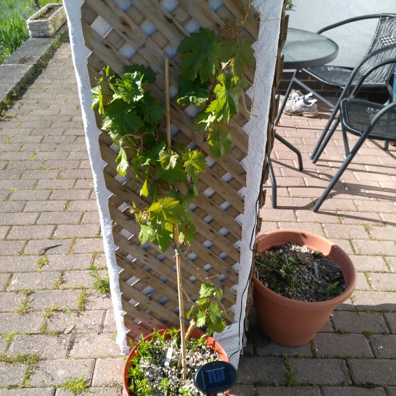 plant image 84508