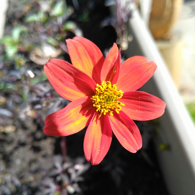 plant image 84522