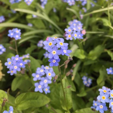 Shona's garden