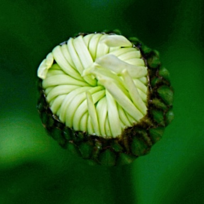 plant image 168897