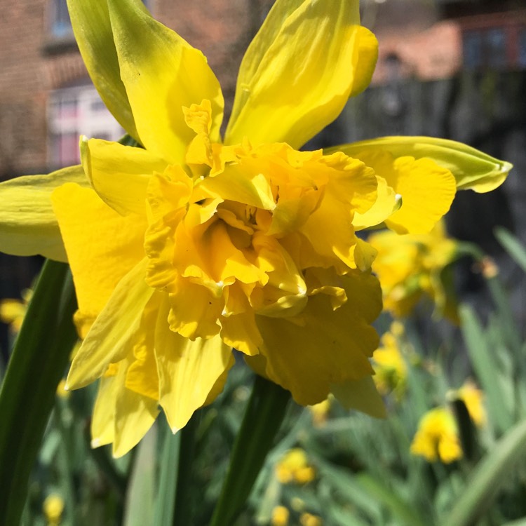 plant image 649575
