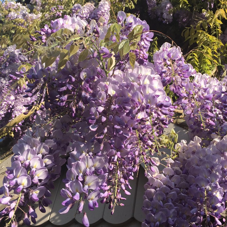 plant image 702362