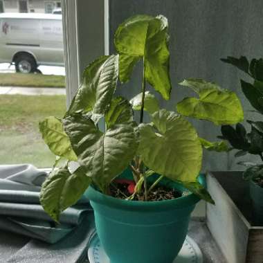 Syngonium podophyllum