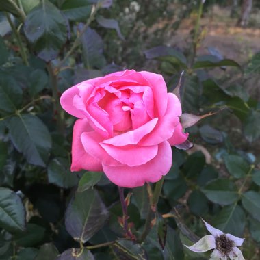 Malena's garden