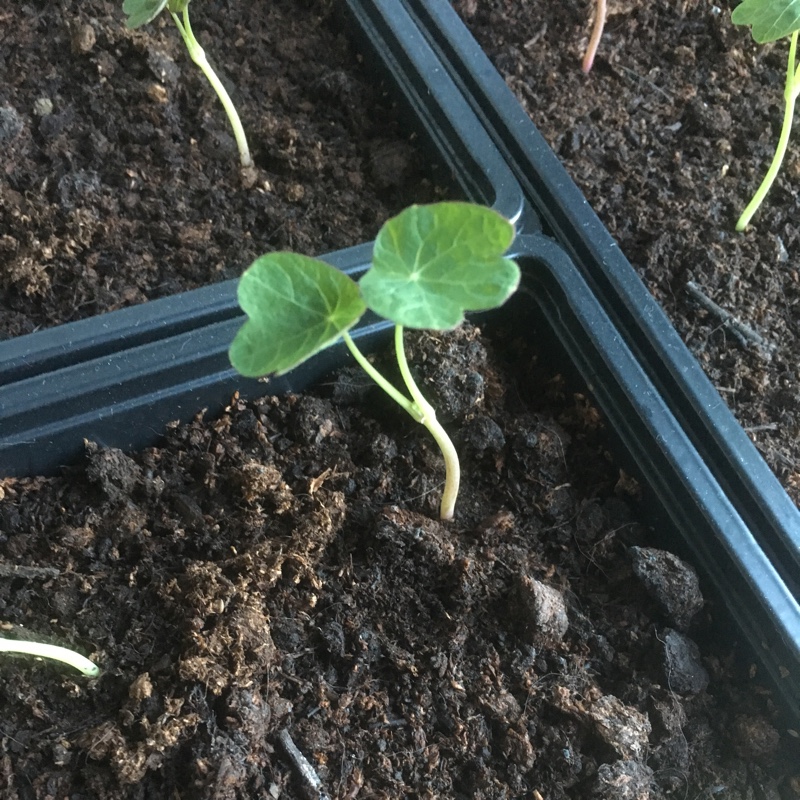 plant image 27202