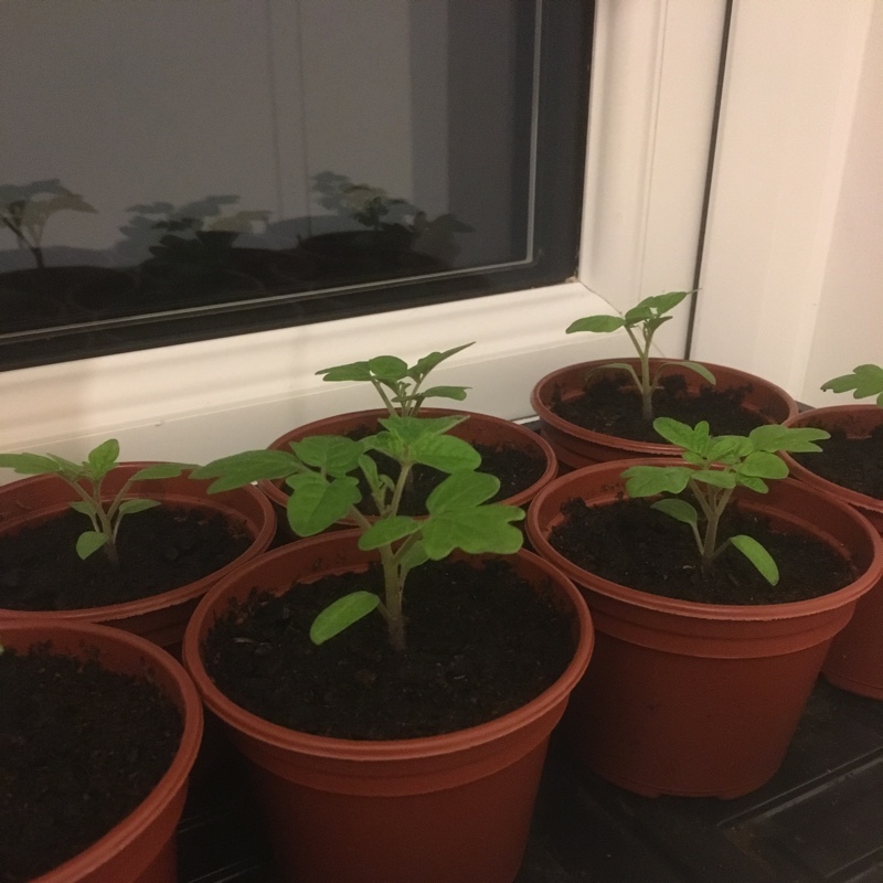 Tomato 'Red Cherry' (Cherry Tomato)