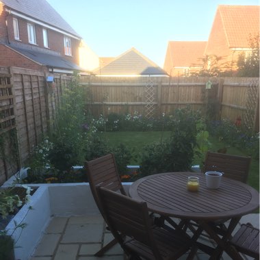 Ollie's garden