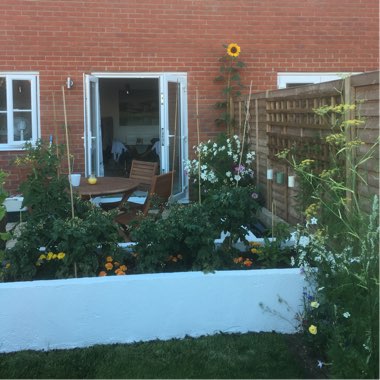 Ollie's garden