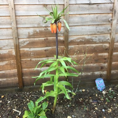 Crown Imperial 'Blom's Orange Perfection'