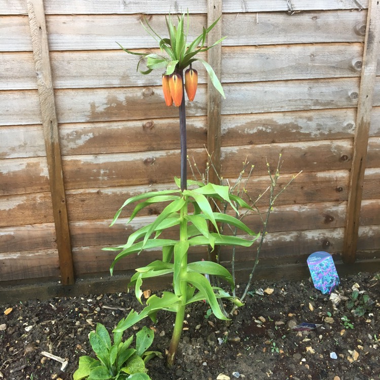 Plant image Fritillaria imperialis 'Blom's Orange Perfection'