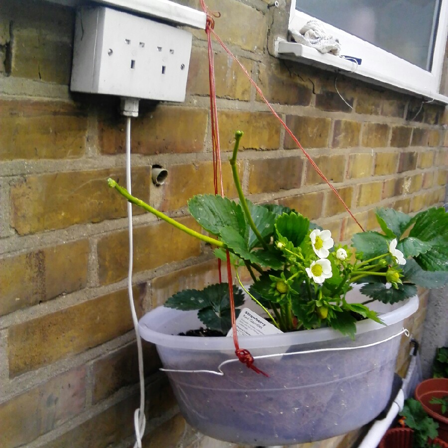 plant image 163386