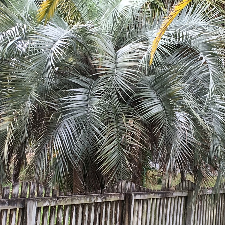 Plant image Brahea armata