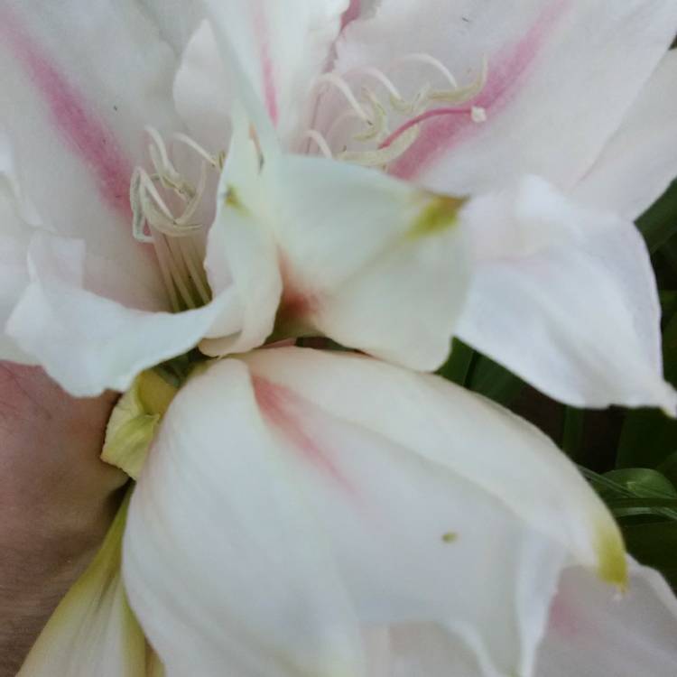 Plant image Leucocrinum Montanum