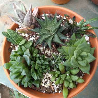 Jade's garden