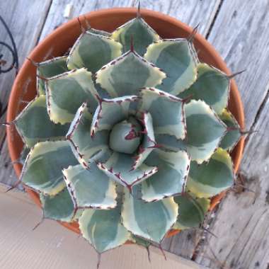 Butterfly Agave Variegated