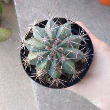 Blue Turk's Cap Cactus