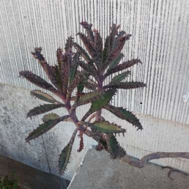 Kalanchoe 'Mother Of Millions'
