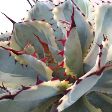 Butterfly Agave Variegated