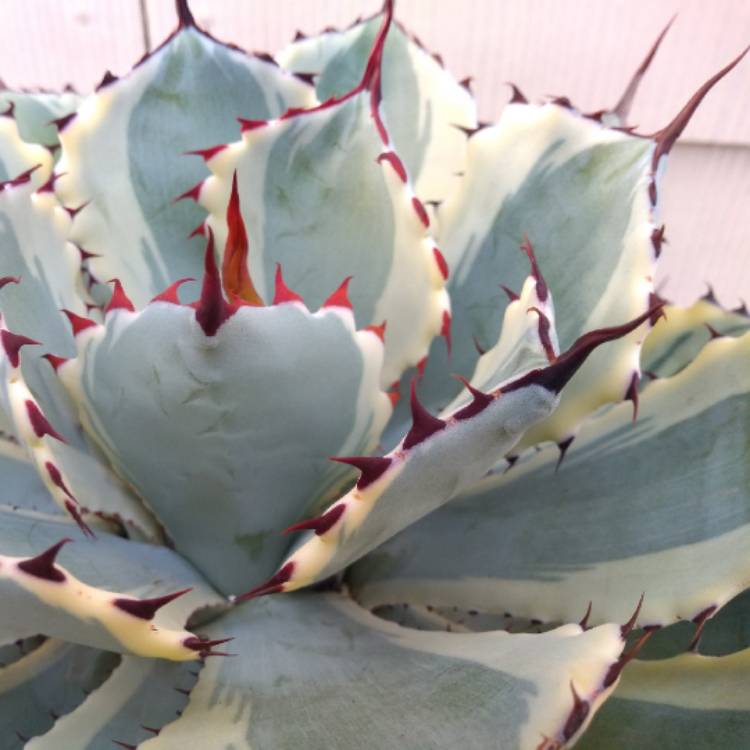 Plant image Agave 'Kissho Kan'