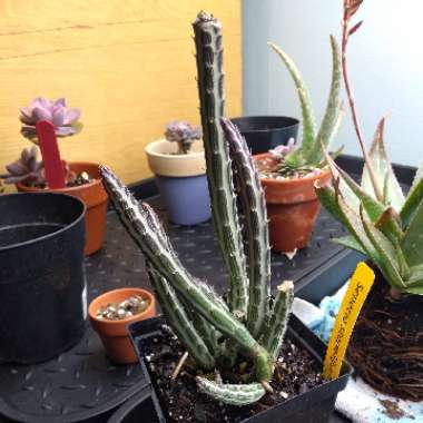 Pickle Plant