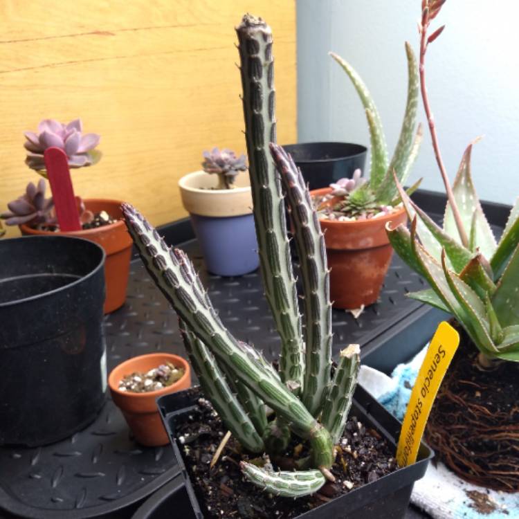 plant image 1190979